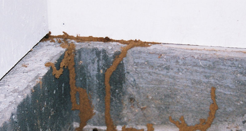 termites2